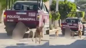Armenta exige investigación por caso de maltrato animal en Xochiltepec