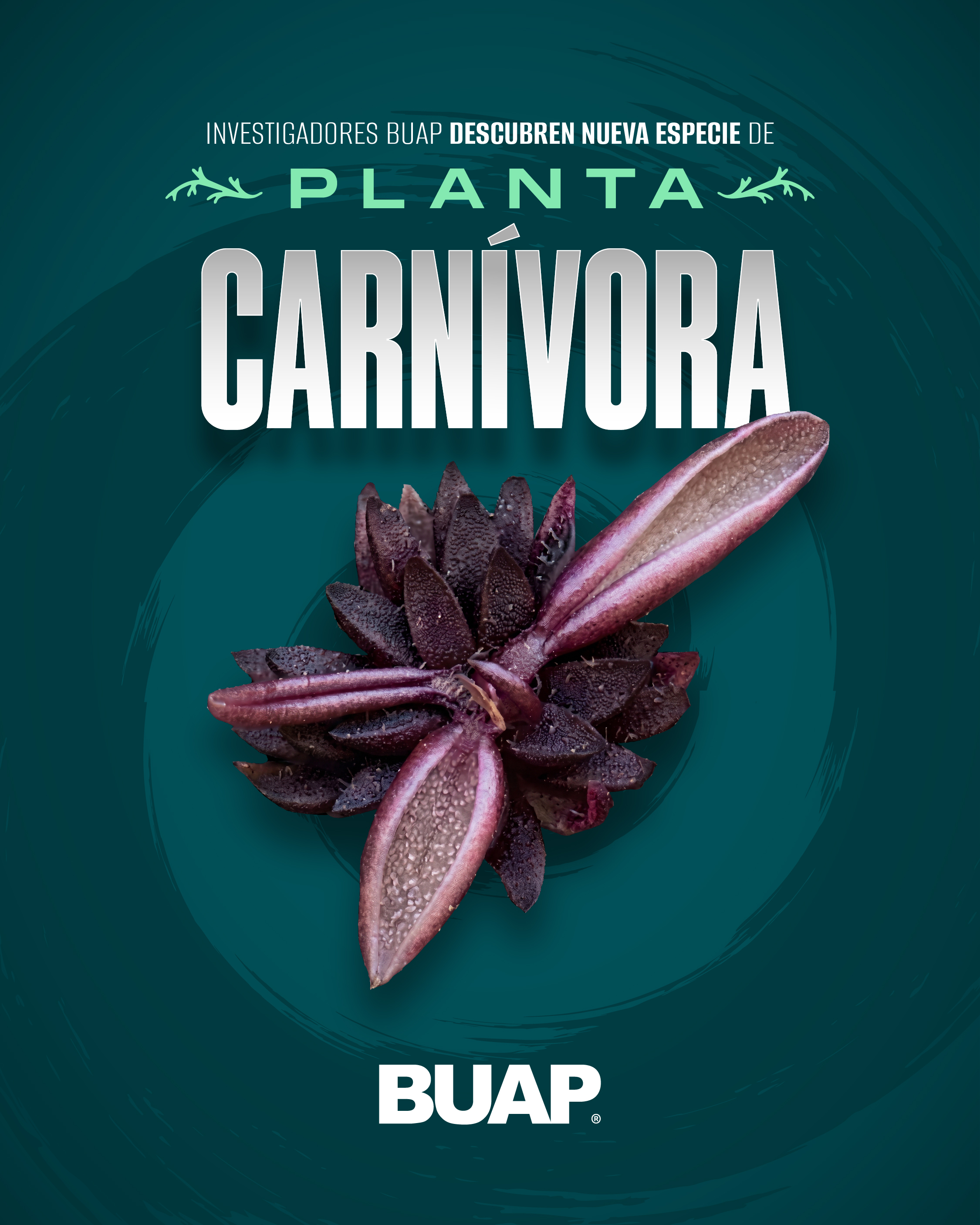 Investigadores BUAP descubren nueva especie de planta carnívora